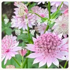 まゆみん様 リクエスト 2点 まとめ商品