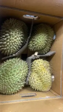 タイ産火山ドリアン 樹熟 大玉1玉【7/10発送 7/9通関】 タイ産火山ドリアン 樹熟 大玉1玉 - メルカリ