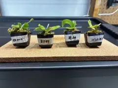 ビカクシダ 幼苗5種類セット 2 - メルカリ