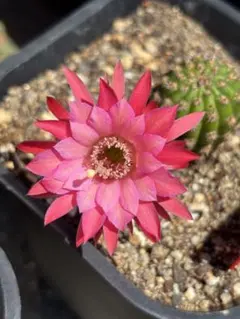 多肉植物　花サボテン　金紐シリーズ otto カキコ 多肉植物 花サボテン 金紐シリーズ otto カキコ