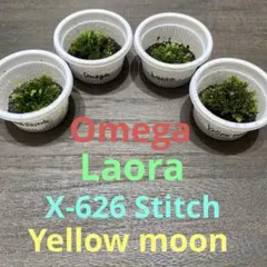 前葉体】ビカクシダ('Fly' Yellow moon dwarf)胞子培養 - メルカリ