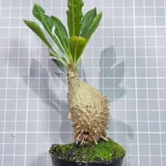 ミルメコディア アラータ myrmecodia alata 実生③ - メルカリ