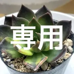 多肉植物　ブラックストライプ錦 群生！？ 高級品種 インドネシア多肉 ブラックプリンスストライプ錦