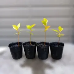 ヒメシャラのミニ盆栽4本セットのサムネイル