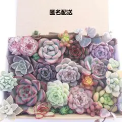 多肉植物 カット苗 詰め合わせ セット ⑤