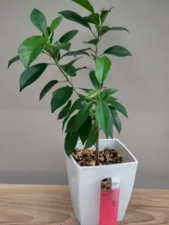 あーたん様 リクエスト 2点 まとめ商品