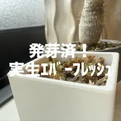 2025年最新】エバーフレッシュ 種の人気アイテム - メルカリ