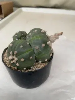 2026年最新】アストロフィツム 錦の人気アイテム - メルカリ