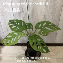 マドカズラ【抜き苗】【発根済み】のサムネイル
