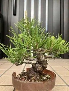 希少 斑入り 五葉松 花火 花吹雪 蛇の目 盆栽 盆栽鉢 付き発送 - メルカリ