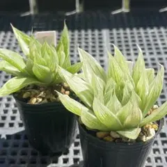 多肉植物 ハオルチア セツリフェラと仙女香 抜き苗