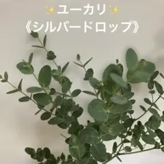 2025年最新】ユーカリ 苗の人気アイテム - メルカリ