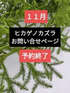 ヒカゲノカズラ　今期最終ご予約 ヒカゲノカズラご予約ページ