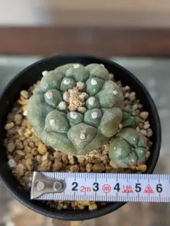 2026年最新】疣銀冠の人気アイテム - メルカリ