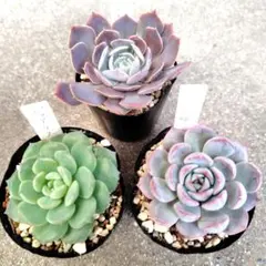 maasa様 リクエスト 2点 まとめ商品