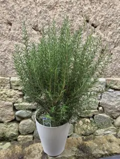 ❤️超メルカリ市❤️☘️バルセロナローズ☘️大苗7号鉢