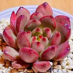 多肉植物⭐️ピンクルルビー⭐️韓国苗育成 抜き苗 g180 - メルカリ