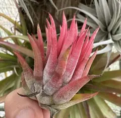 Tillandsia Red Robin 速達発送 - メルカリ