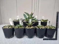 AGB33　アガベ　ネオメキシカーナ　サンスポット　斑入り　錦 AGB33 アガベ ネオメキシカーナ サンスポット 斑入り 錦 AGB33様