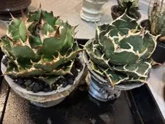 2025年最新】アガベ 子株 セットの人気アイテム - メルカリ