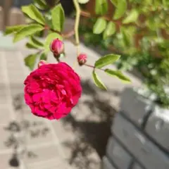 薔薇 キングローズ つるバラ 2025年分 挿し木 根付き・抜き苗 - メルカリ