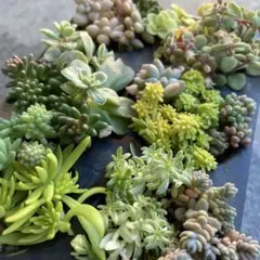 多肉植物 セダム14種セット