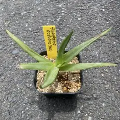 アロエ　デルトイデオドンタ・カンディカンスのサムネイル