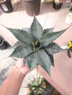 2026年最新】アカベの人気アイテム - メルカリ