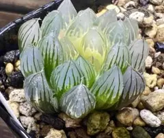 2025年最新】オブツーサ ブラックの人気アイテム - メルカリ