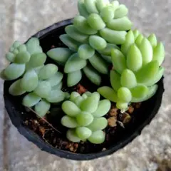 2026年最新】多肉植物 葉挿しの人気アイテム - メルカリ