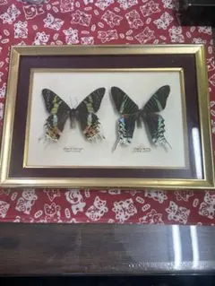 2025年最新】蝶の人気アイテム - メルカリ