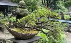 景色盆栽 もみじ盆栽 庭木 植木 庭石 大きめ 苔付き【引き取り限定