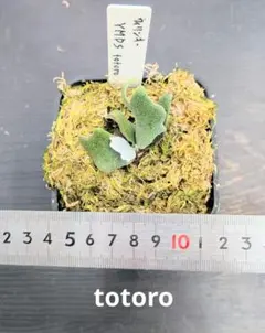 2026年最新】totoro ビカクシダの人気アイテム - メルカリ