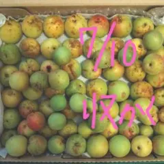 宮城県産 梅 農薬不使用7月10日収穫　訳あり　約1kg 翌朝7時に削除③のサムネイル