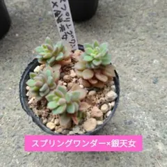 らむね様 リクエスト 3点 まとめ商品