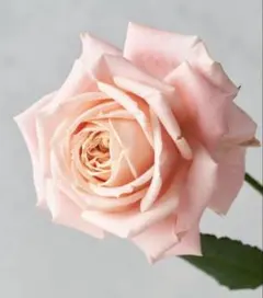 みゆ様 リクエスト 3点 まとめ商品