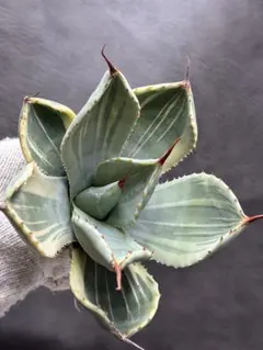 2026年最新】アガベ ライムストリークの人気アイテム - メルカリ