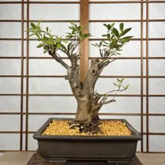 皐月(さつき)】 