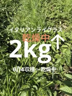 2026年最新】イタリアンライグラス乾燥の人気アイテム - メルカリ