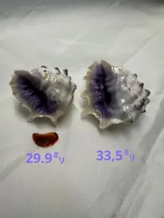 貝殻標本(沖縄の青い海の宝) ムラサキイガレイシ❷