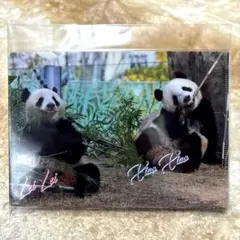 2025年最新】シャオシャオ レイレイ クリアファイルの人気アイテム