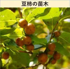 柿苗木　 小柿　豆柿　 M-1のサムネイル
