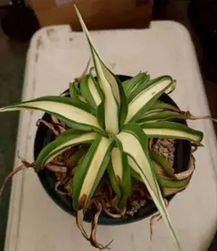 2025年最新】デスメティアーナの人気アイテム - メルカリ