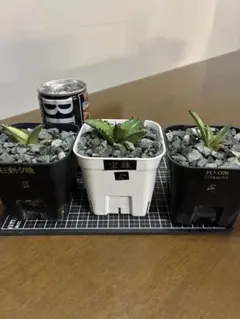 （HAYATO様専用）アガベカキコ4株セットＳ　鉢ごと発送