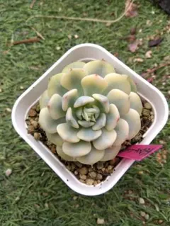 多肉植物　ホワイトミニマ錦　抜き苗のサムネイル