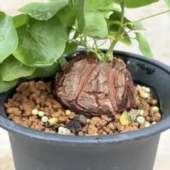 2026年最新】アフリカ亀甲竜の人気アイテム - メルカリ