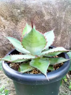 2025年最新】ボビコルヌータの人気アイテム - メルカリ