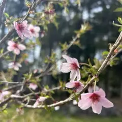 2025年最新】桜 苗木の人気アイテム - メルカリ