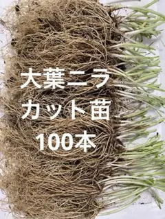 何度も収穫可　大葉ニラカット苗100本