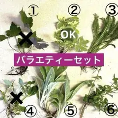 ￼ ミックス苗❣️簡単強健多年草 抜き苗 ❹種類　お試しセット 各1〜2株